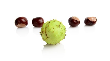 Four chestnuts different in line isolated on white background