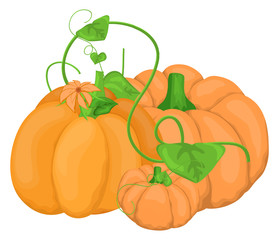 Pumpkins Vectors