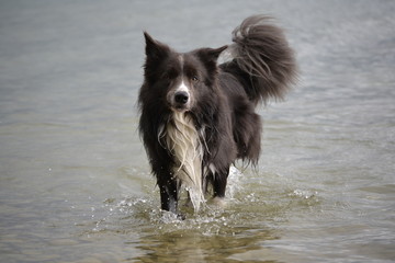 Border Collie Jerry
