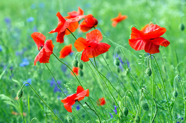 red poppy