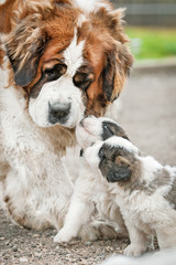 Saint bernard dog with puppies