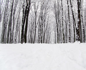 winter forest