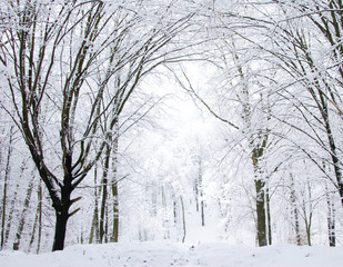 winter forest