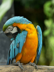 macaw