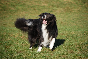 Border Collie Jerry