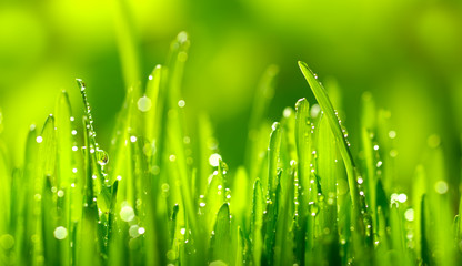 Panele Szklane Podświetlane  Zielona trawa