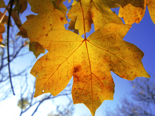 Yellow autumn leaves on the branches against blue sky