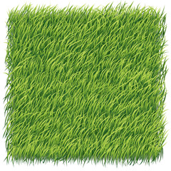 grass background