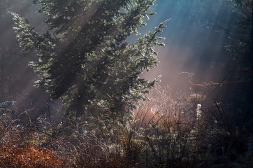 sunrise sunbeams in misty forest