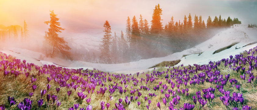 March Carpathians