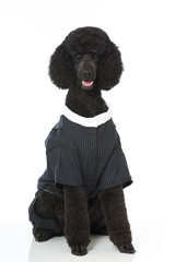 Grosspudel im Anzug