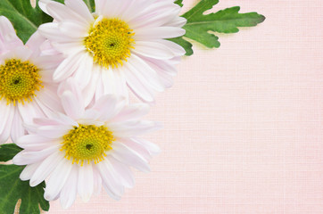 Aster flowers background
