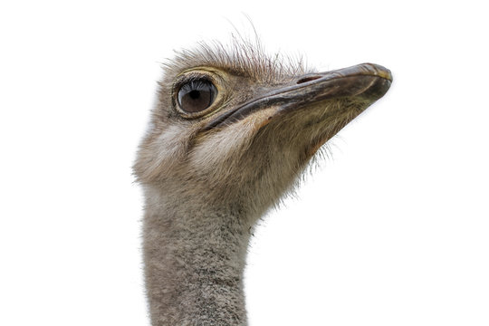 Head of an ostrich isolated on white