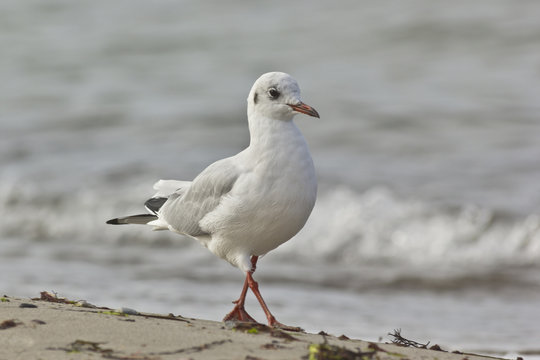 Laughing gull on the beach