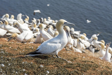 Northern Gannet on Helgoland islands