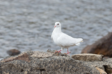 Белый голубь на камне на берегу озера