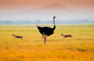 Foto op Plexiglas Afrikaanse struisvogel © kubikactive