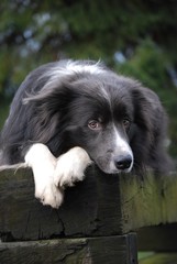 Border Collie Jerry