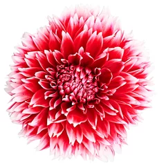 Papier Peint photo autocollant Dahlia Dahlia, capitule de couleur rouge et blanche. Fond