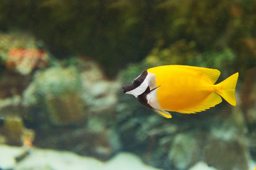 Yellow fish in the aquarium