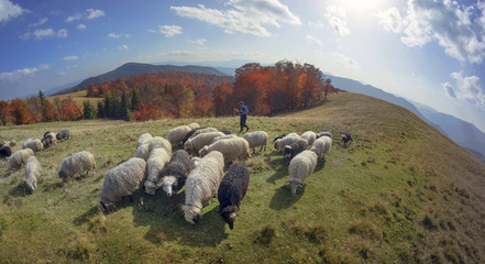 Transcarpathian pastures in autumn