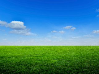 Fototapeta na wymiar Field of green grass