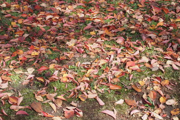 Autumn leaves on the floor