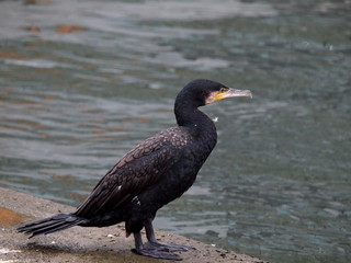 カワウ