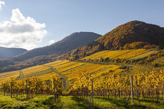 Weinlage Kastanienbusch in Birkweiler