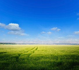 green field and blue sky