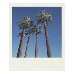 Palmiers - Photo instant vintage