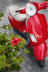 Hibiscus flower and scooter on Kos island