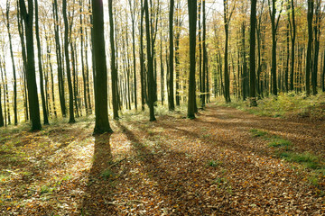 Obraz premium Herbstwald im Sonnenlicht