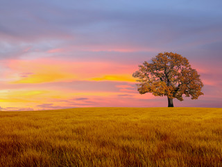 Naklejka na ściany i meble Alone tree in the field with clouds