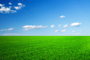 field of grass and perfect sky