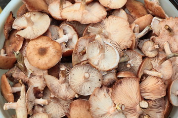 Bucket of mushrooms.