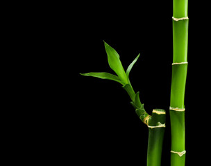 Fototapeta na wymiar bamboo stalks on black background