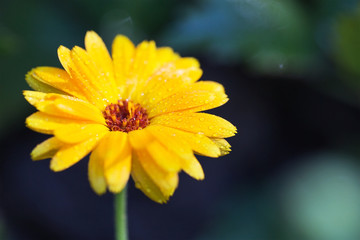 Yellow flower on a green background