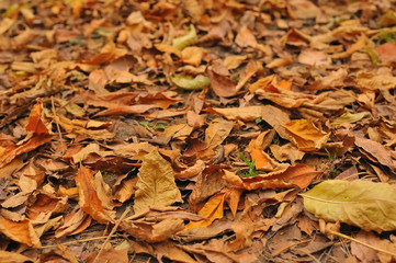 autumn leaves