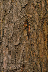 Bark of Pine Tree