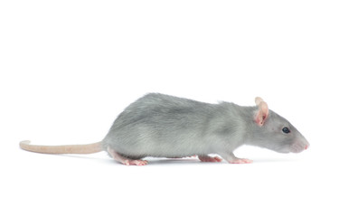 rat
