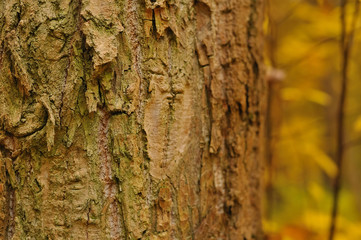 Bark of Pine Tree