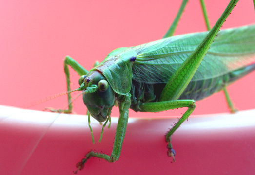 Close up shot of a grasshopper