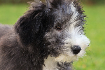 chiots bearded collie