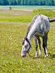 Horse gray grazing in meadow