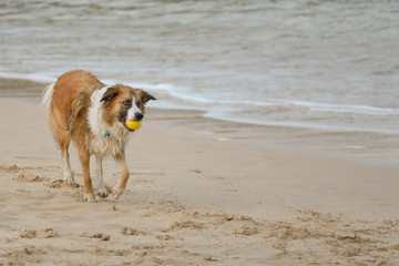 Welshsheepdog on beach