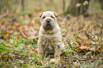Obraz premium Shar Pei puppy