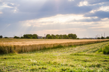 Wheat field