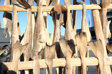 stoccafisso svolvaer norvegia