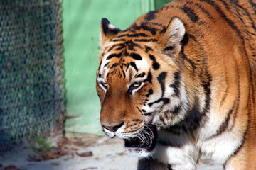 Naklejka premium North Chinese tiger in Zagreb Croatia Zoo